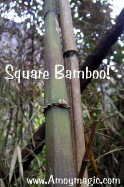 Square bamboo it grows this way naturally!
